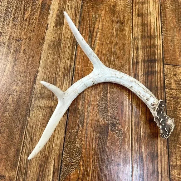 Deer Antler Decor - Picture 3 of 7